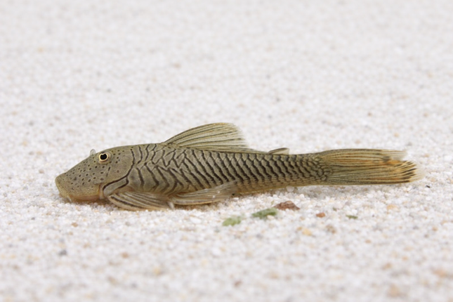Pleco L187b Bulldog 4-5cm