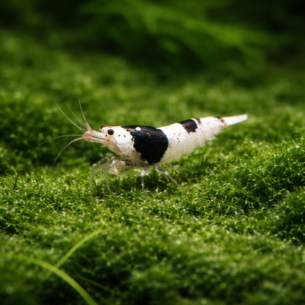 Black crystal shrimp 1-1.5cm