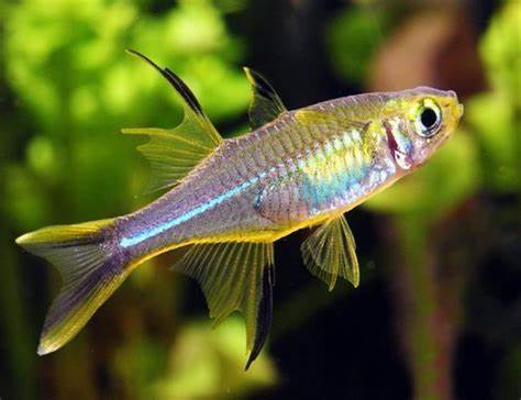 Celebes rainbowfish 4cm