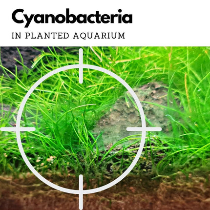 Boyd ChemiClean: Advanced Aquarium Cyanobacteria Algae Remover for Clear Water