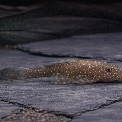 Pleco Ancistrus cirrhosus 4cm