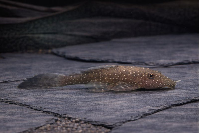 Pleco Ancistrus cirrhosus 4cm