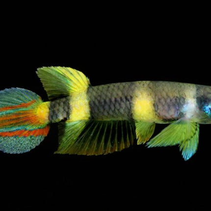 Clown killie fish 1-1.5cm