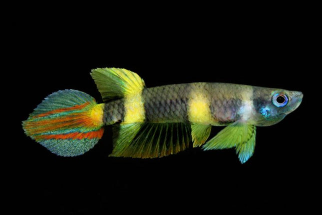 Clown killie fish 1-1.5cm