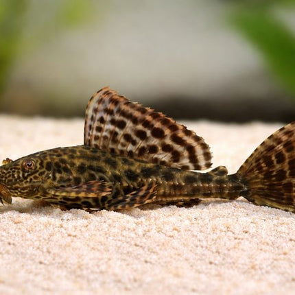 Pleco L001