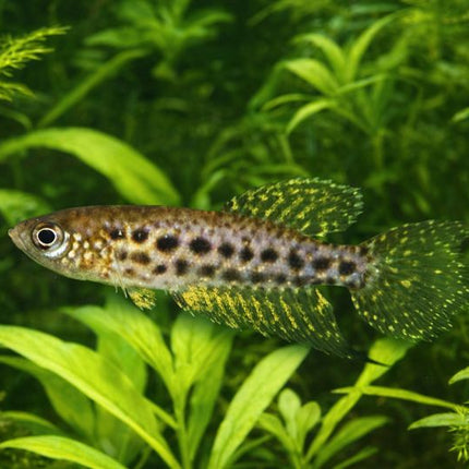 Cynolebias constancea 3-4cm