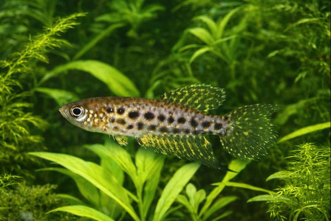 Cynolebias constancea 3-4cm