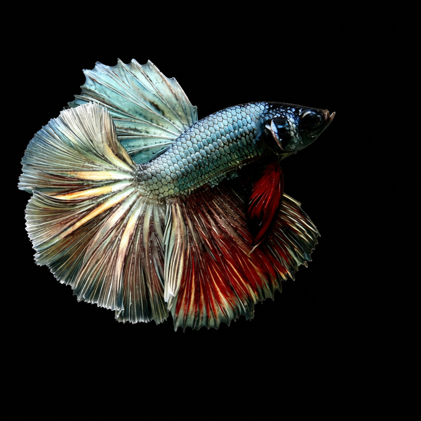 Copper