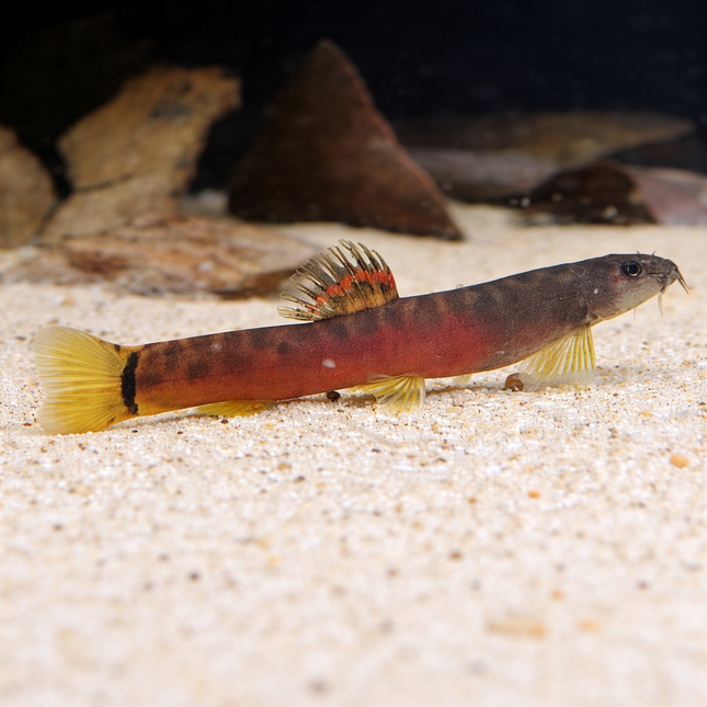 Crimson loach 4-5cm