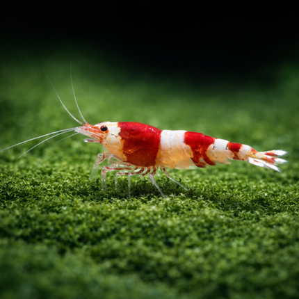 Red crystal shrimp 1-1.5cm