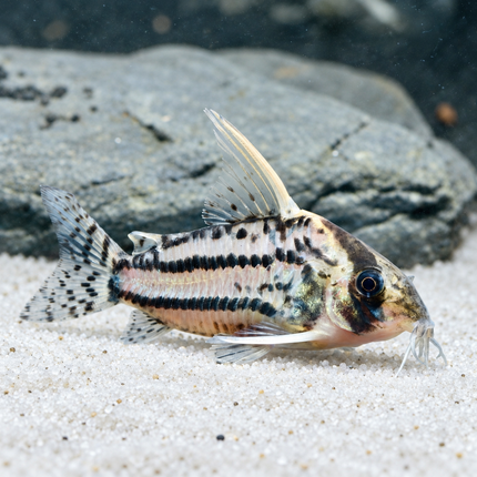 Corydoras CW28 super schwartzi 4-5cm