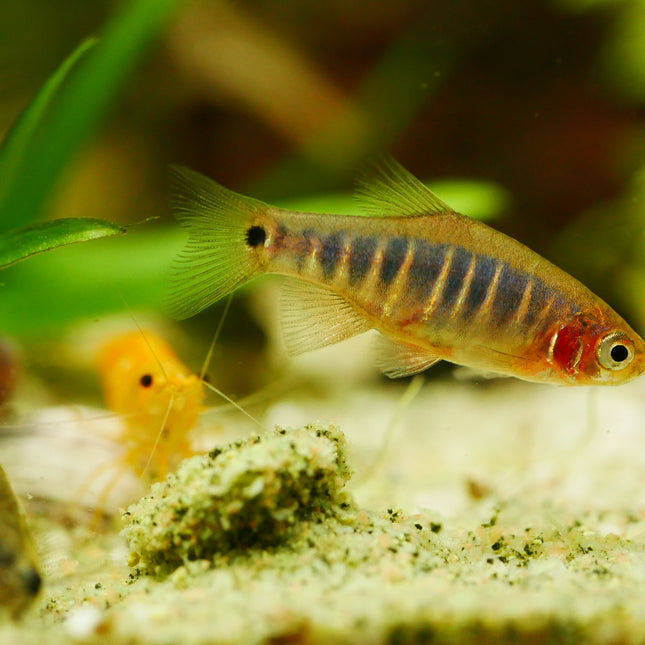 Microrasbora erythromicron 2cm