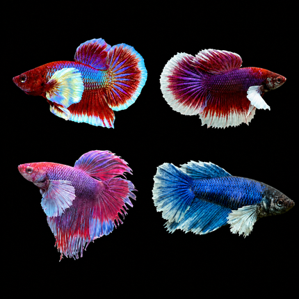 Betta male Dumbo ear 4-5cm