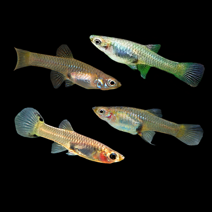 Assorted Endlers Guppy 2cm