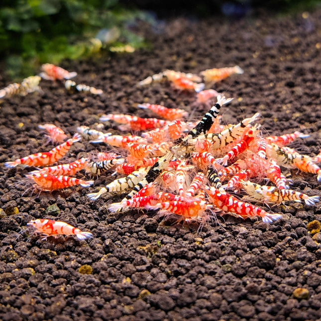 Fancy tiger shrimp 1cm