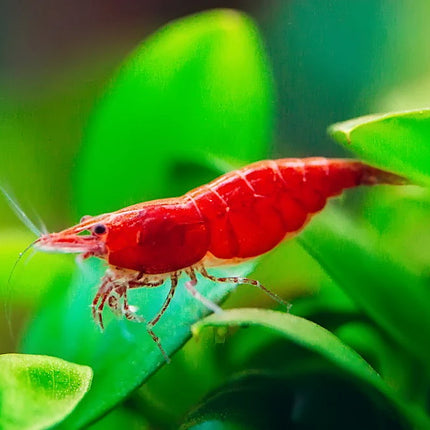 Cherry shrimp 1-1.5cm