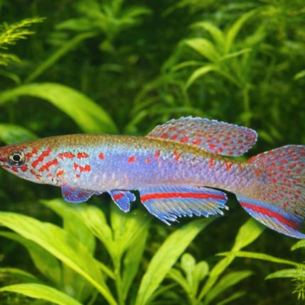Aphyosemion filamentosum 3-4cm