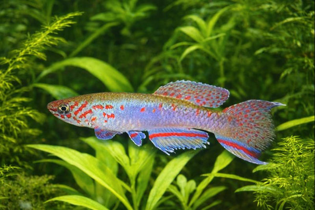 Aphyosemion filamentosum 3-4cm