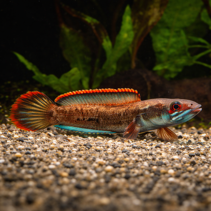 Channa fire and ice 3-4"