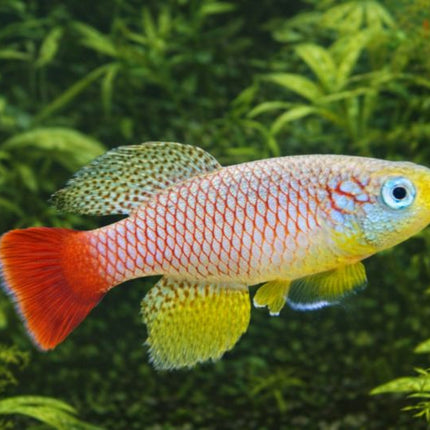 Nothobranchius foerschi 3-4cm