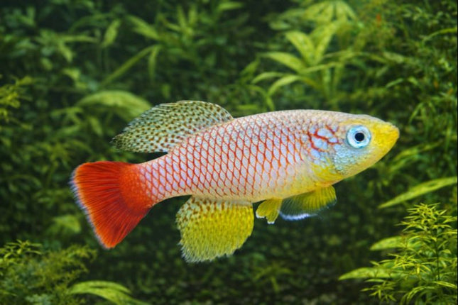 Nothobranchius foerschi 3-4cm