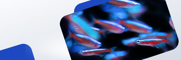 <h3><strong>Freshwater fish<br/>1500+ species</strong></h3>