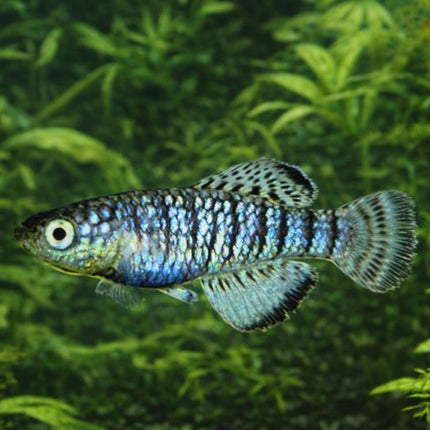 Nothobranchius fuscotaeniatus 3-4cm