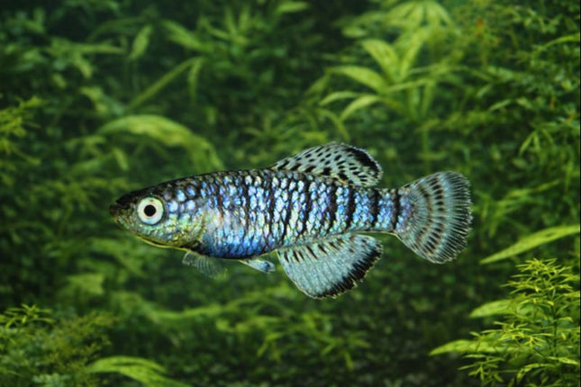 Nothobranchius fuscotaeniatus 3-4cm