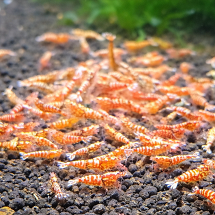 Red galaxy tiger shrimps 1cm