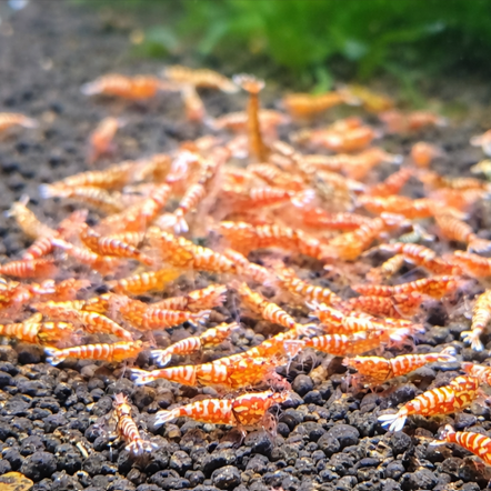 Red galaxy tiger shrimps 1cm