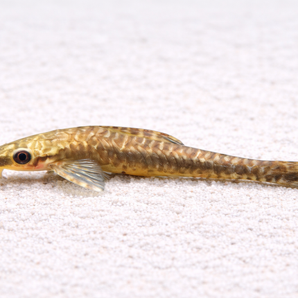 Giant Otocinclus 6-8cm