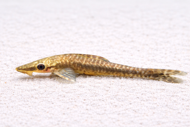 Giant Otocinclus 6-8cm