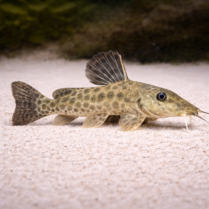 Giraffe Catfish (8-10cm)