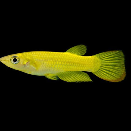Golden wonder panchax 2.5-3cm