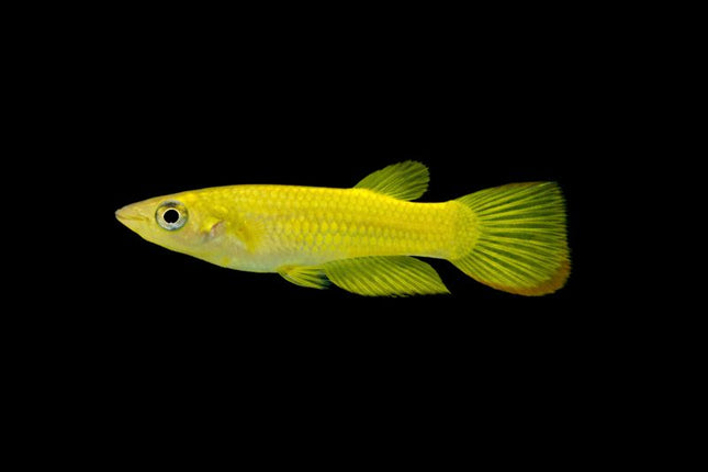 Golden wonder panchax 2.5-3cm
