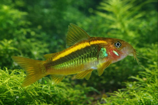 CW010 Corydoras Gold Laser 2.5-3cm