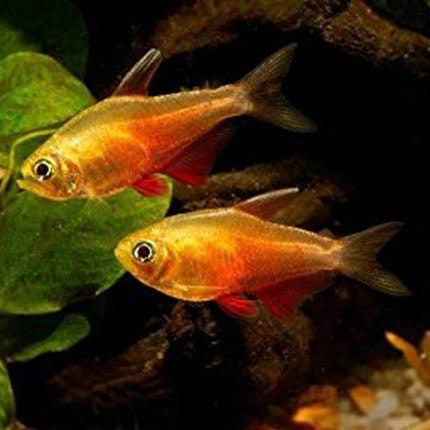 Golden red rio tetra 2.5cm