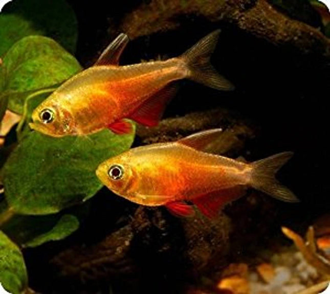 Golden red rio tetra 2.5cm