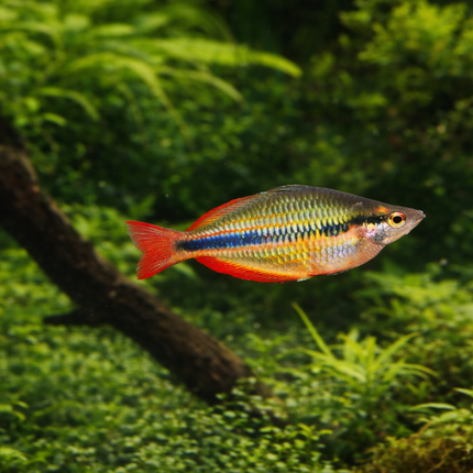 Goyder river rainbowfish 4-5cm