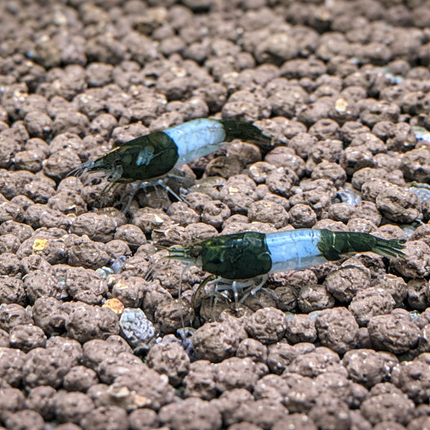 Green rili shrimp 1cm