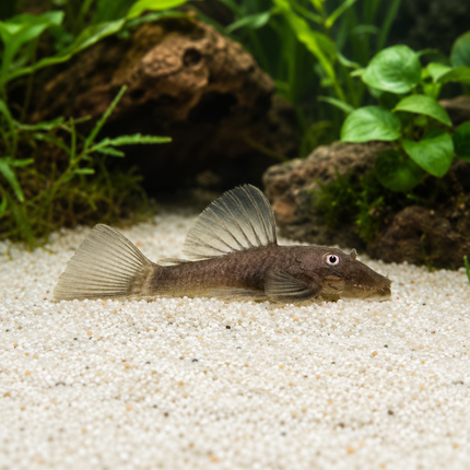 Pleco Green Dragon ancistrus 4cm