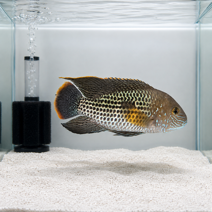 Green terror Cichlid 12-15cm