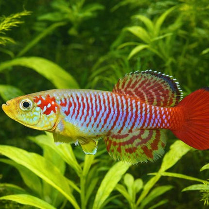 Nothobranchius Guentheri 3-4cm