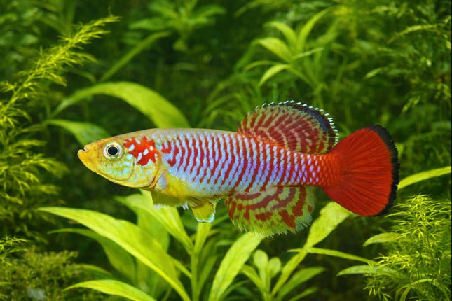 Nothobranchius Guentheri 3-4cm