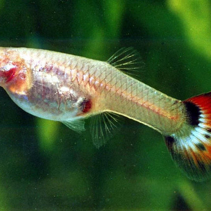 Assorted Guppy 3cm