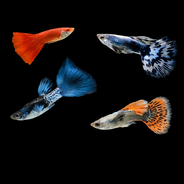Assorted Guppy 3cm