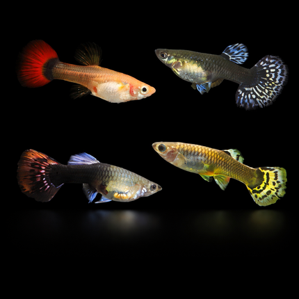 Assorted Guppy 3cm