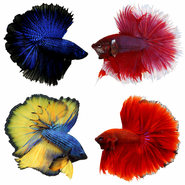 Betta male halfmoon assorted 4cm