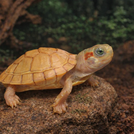 Hybrino Red ear slider Terrapin 4-5cm