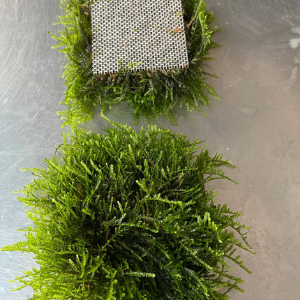 Live Weeping Moss Aquatic Plant on Mesh for Freshwater Aquarium Decor